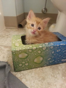 An orange kitten sitting in a tissue box